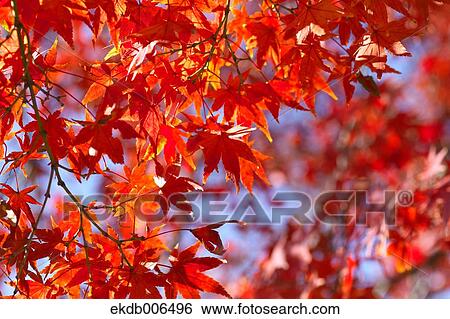 Red maple leaves View Large Photo Image Stock Photograph - Red maple leaves. Fotosearch