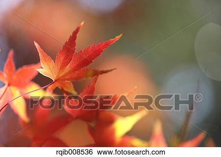 Red maple leaves View Large Photo Image Stock Photograph - Red maple leaves. Fotosearch