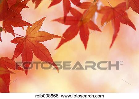 Red maple leaves View Large Photo Image Stock Photograph - Red maple leaves. Fotosearch
