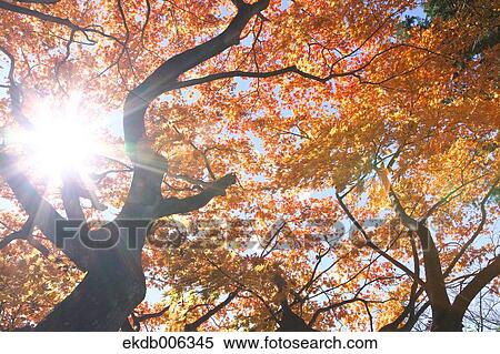 Red maple leaves View Large Photo Image Stock Photography - Red maple leaves. Fotosearch