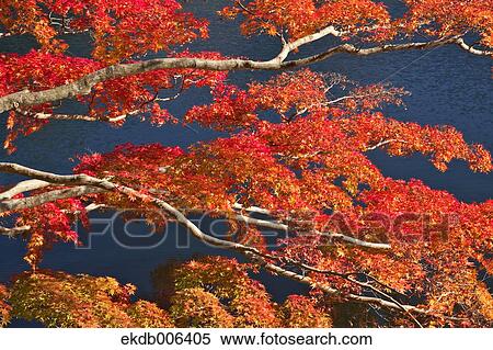 Red maple leaves View Large Photo Image Stock Photography - Red maple leaves. Fotosearch