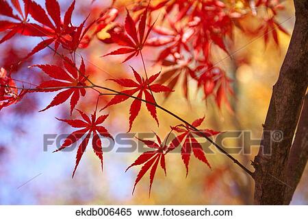 Red maple leaves View Large Photo Image Stock Photography - Red maple leaves. Fotosearch