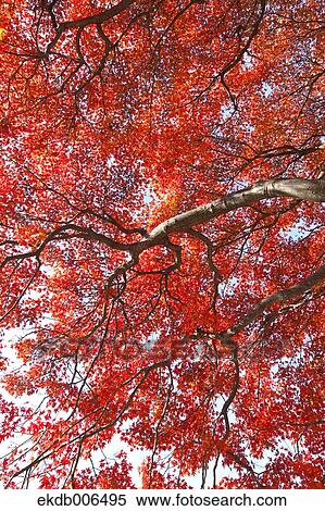Red maple leaves View Large Photo Image Stock Photography - Red maple leaves. Fotosearch