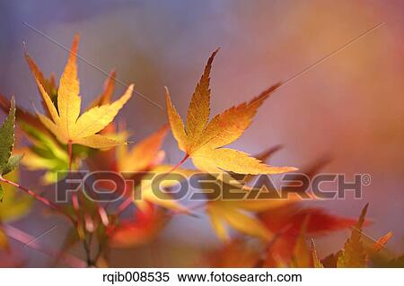 Red maple leaves View Large Photo Image Stock Photography - Red maple leaves. Fotosearch
