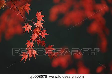 Red maple leaves View Large Photo Image Stock Photography - Red maple leaves. Fotosearch