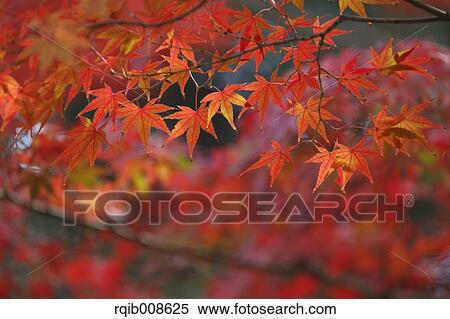 Red maple leaves View Large Photo Image Stock Photography - Red maple leaves. Fotosearch