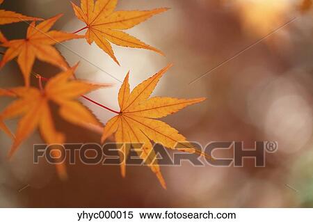 Red maple leaves View Large Photo Image Stock Photography - Red maple leaves. Fotosearch