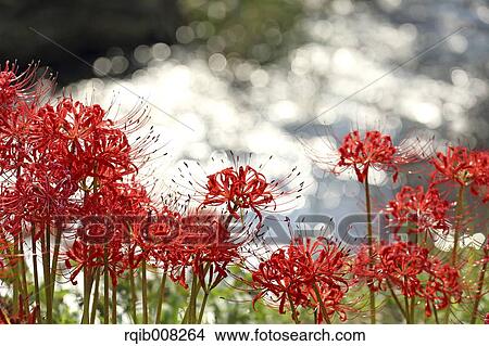 Red spider lily View Large Photo Image Picture - Red spider lily. Fotosearch
