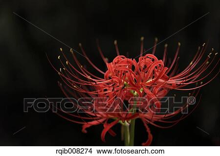 Red spider lily View Large Photo Image Picture - Red spider lily. Fotosearch
