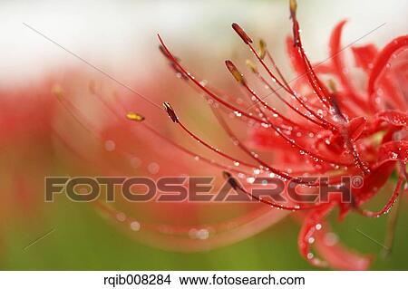 Red spider lily View Large Photo Image Picture - Red spider lily. Fotosearch
