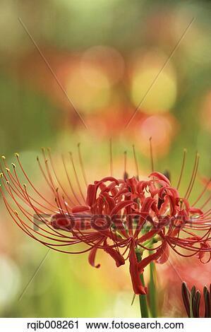 Red spider lily View Large Photo Image Stock Image - Red spider lily. Fotosearch