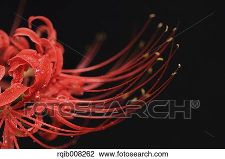 Red spider lily View Large Photo Image Stock Image - Red spider lily. Fotosearch