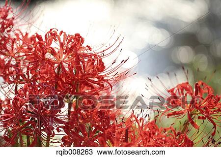 Red spider lily View Large Photo Image Stock Image - Red spider lily. Fotosearch