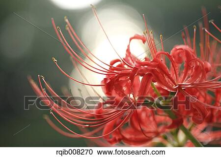 Stock Image - Red spider lily. Fotosearch