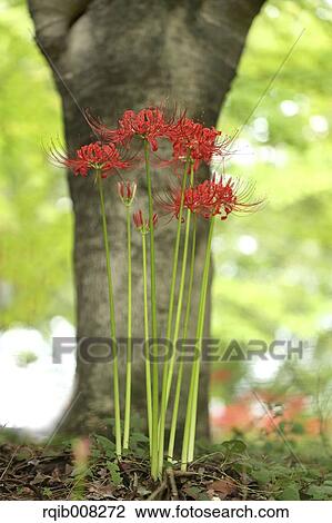 Red spider lily View Large Photo Image Stock Image - Red spider lily. Fotosearch