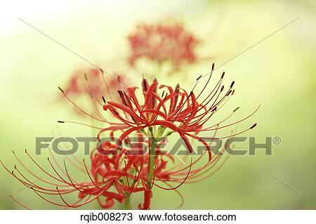 Red spider lily View Large Photo Image Stock Image - Red spider lily. Fotosearch