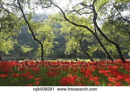 Stock Image - Red spider lily. Fotosearch