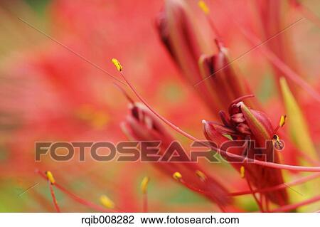 Stock Image - Red spider lily. Fotosearch