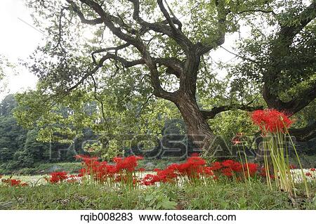 Red spider lily View Large Photo Image Stock Image - Red spider lily. Fotosearch