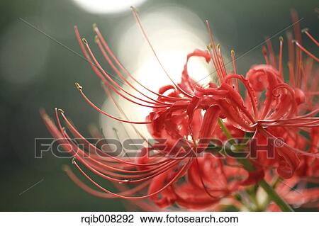 Red spider lily View Large Photo Image Stock Image - Red spider lily. Fotosearch