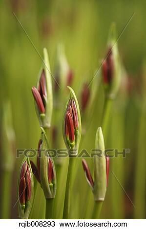 Red spider lily View Large Photo Image Stock Image - Red spider lily. Fotosearch
