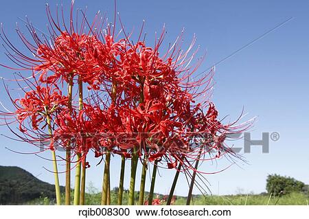 Red spider lily View Large Photo Image Stock Image - Red spider lily. Fotosearch