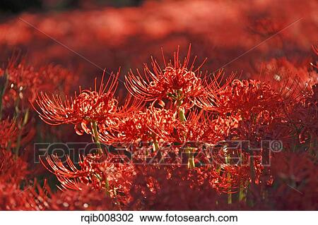 Red spider lily View Large Photo Image Stock Image - Red spider lily. Fotosearch