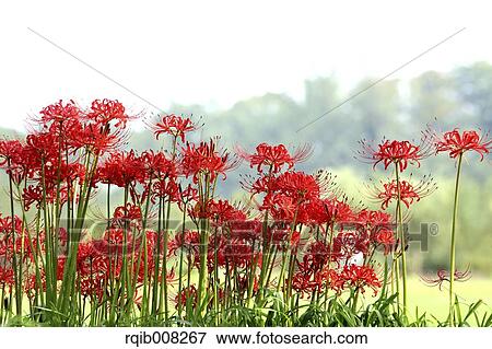 Red spider lily View Large Photo Image Stock Photo - Red spider lily. Fotosearch