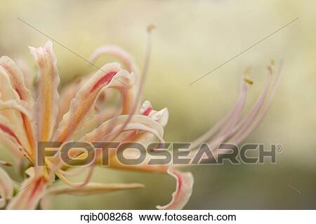 Red spider lily View Large Photo Image Stock Photo - Red spider lily. Fotosearch