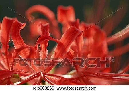 Red spider lily View Large Photo Image Stock Photo - Red spider lily. Fotosearch