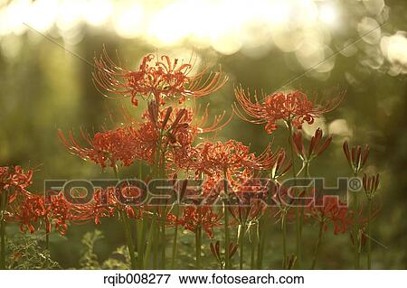 Red spider lily View Large Photo Image Stock Photo - Red spider lily. Fotosearch