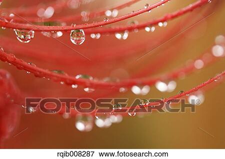 Stock Photo - Red spider lily. Fotosearch