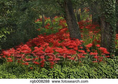 Red spider lily View Large Photo Image Stock Photo - Red spider lily. Fotosearch