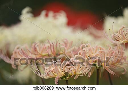 Stock Photo - Red spider lily. Fotosearch
