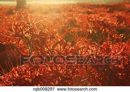 Stock Photo - Red spider lily. Fotosearch