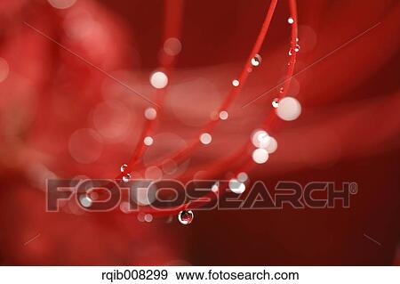 Red spider lily View Large Photo Image Stock Photo - Red spider lily. Fotosearch