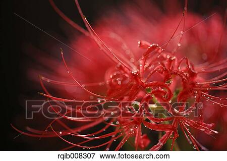 Red spider lily View Large Photo Image Stock Photo - Red spider lily. Fotosearch