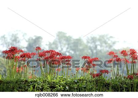 Red spider lily View Large Photo Image Stock Photograph - Red spider lily. Fotosearch
