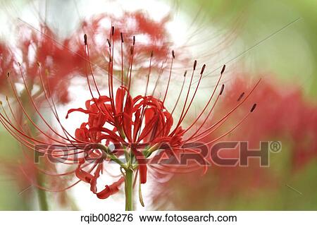 Red spider lily View Large Photo Image Stock Photograph - Red spider lily. Fotosearch