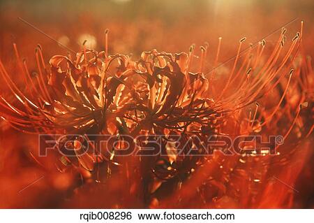 Red spider lily View Large Photo Image Stock Photograph - Red spider lily. Fotosearch