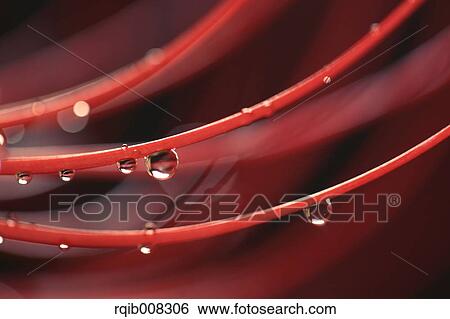 Stock Photograph - Red spider lily. Fotosearch