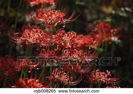 Stock Photography - Red spider lily. Fotosearch