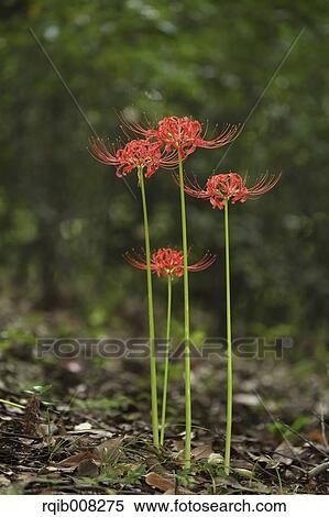 Red spider lily View Large Photo Image Stock Photography - Red spider lily. Fotosearch