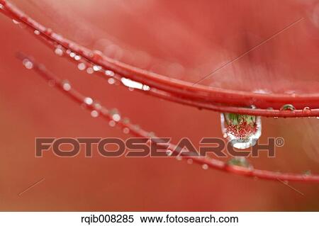 Red spider lily View Large Photo Image Stock Photography - Red spider lily. Fotosearch