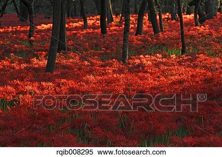 Red spider lily View Large Photo Image Stock Photography - Red spider lily. Fotosearch