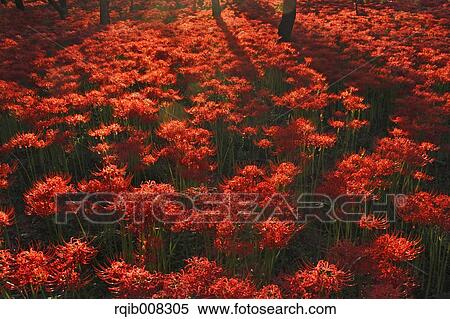 Red spider lily View Large Photo Image Stock Photography - Red spider lily. Fotosearch