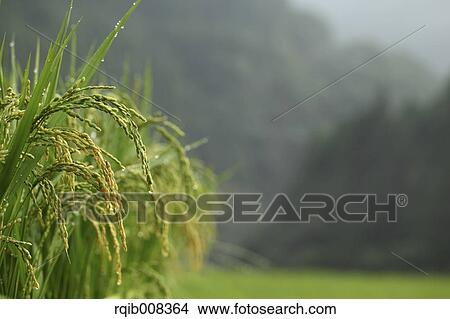 Rice ears View Large Photo Image Picture - Rice ears. Fotosearch