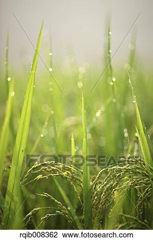 Rice ears View Large Photo Image Stock Image - Rice ears. Fotosearch