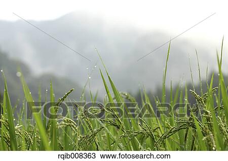 Rice ears View Large Photo Image Stock Image - Rice ears. Fotosearch