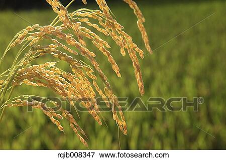 Stock Photo - Rice ears. Fotosearch